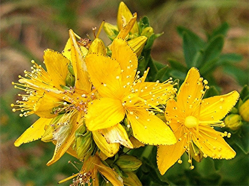 Hiprico, a planta que afasta a depresso.