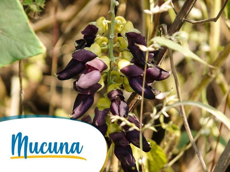 Mucuna pruriens: conheça todos os benefícios para sua saúde