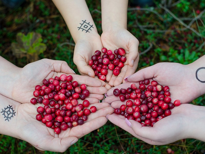 Cranberry, a Fruta que protege o Sistema Urinário
