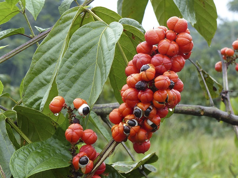 Guaraná e Açai, o casamento perfeito!