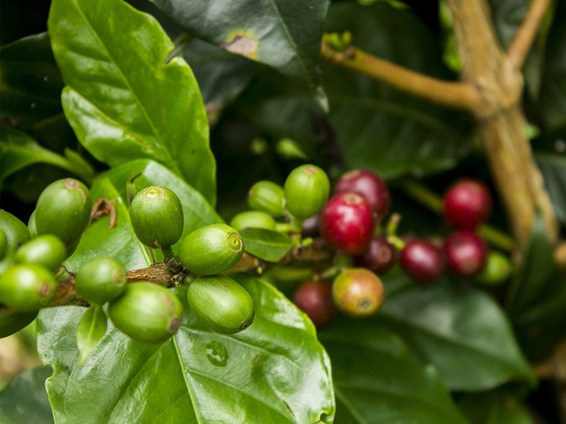 Como o Café Verde ajuda a emagrecer?