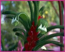 Kangaroo Paw