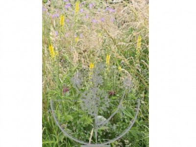Agrimony