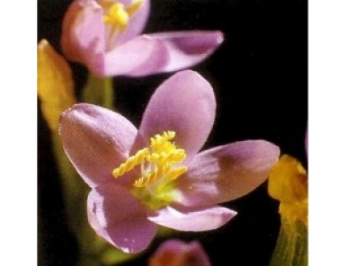 Centaury
