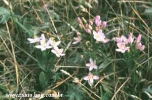 Foto Centaury