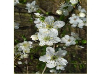 Foto Cherry Plum