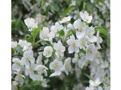 Foto Crab Apple