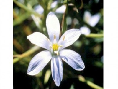 Star of Bethlehem