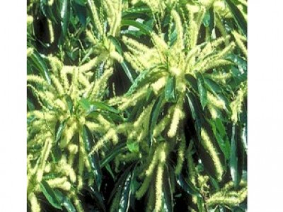 Foto Sweet Chestnut