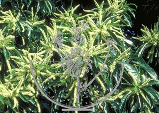 Sweet Chestnut