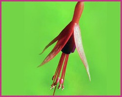 Fuchsia
