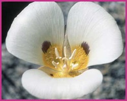 Mariposa Lily - Solução Oral (manipulado e diluído para pronto uso) 30mL