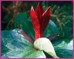 Trillium