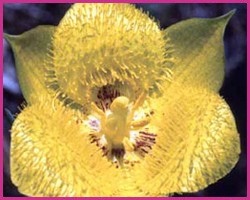 Yellow Star Tulip