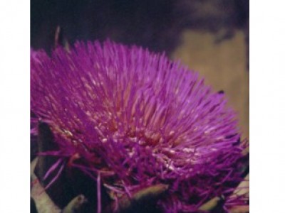 Alcachofra (Floral Saint Germain)