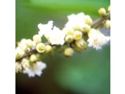 Boa Sorte (Codia verbenacea)