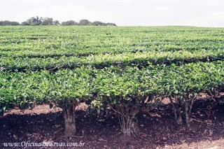 Foto Chá Verde