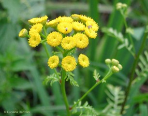 Foto Tanacetum vulgaris