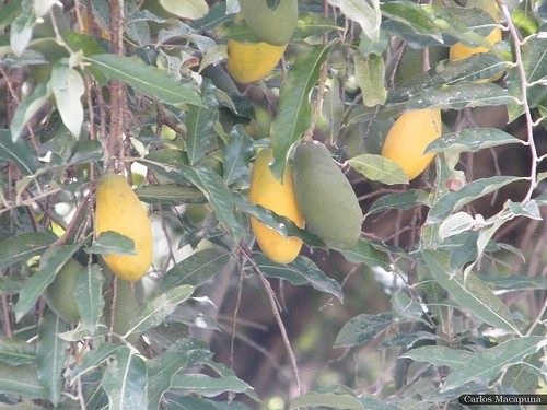 Foto Uxi amarelo