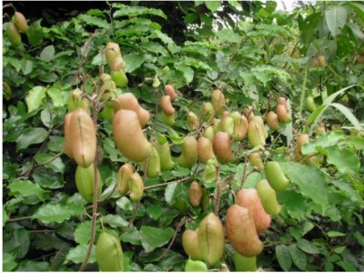 Foto Griffonia simplicifolia (5 HTP)