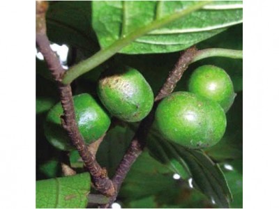 Pygeum africanum 