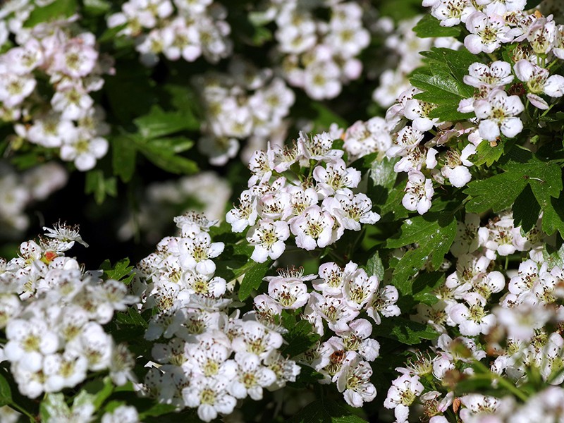 Crataegus - 90 cpsulas de 350mg p