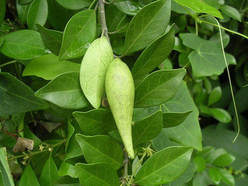 Gimena (Gymnema sylvestre)