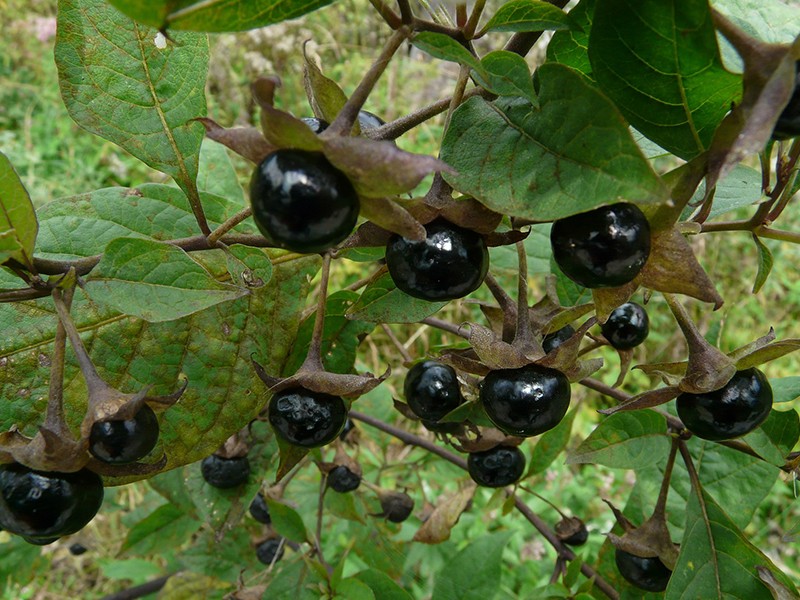 Foto Beladona