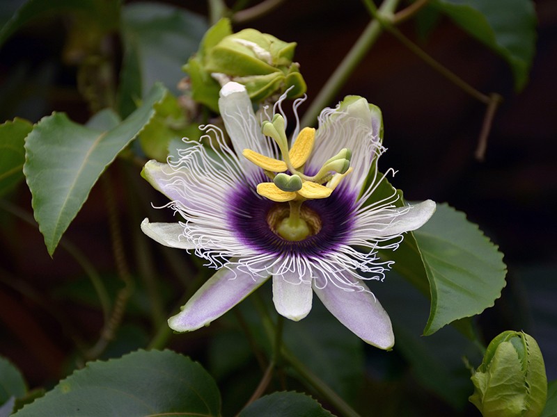 Foto Maracujá (Passiflora)