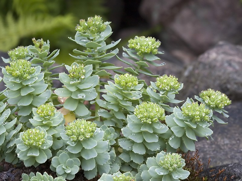 Foto Rhodiola rosea