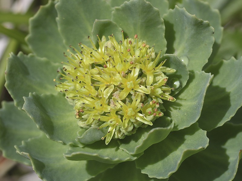 Foto Rhodiola rosea