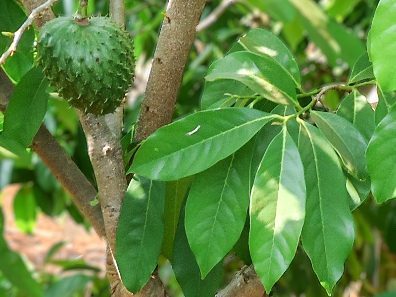 Graviola